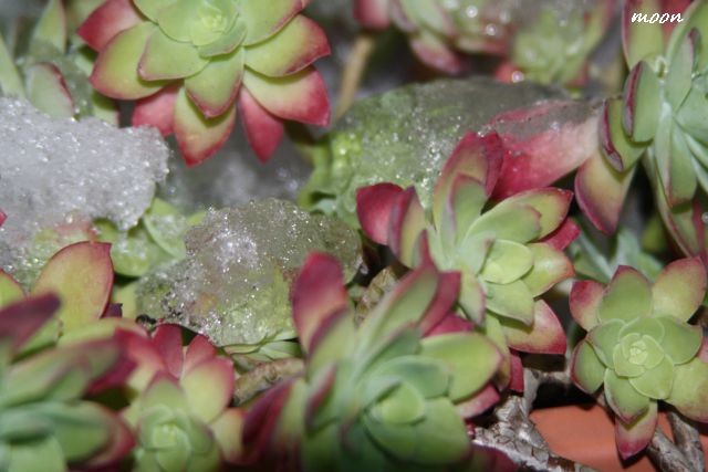 sedum palmeri